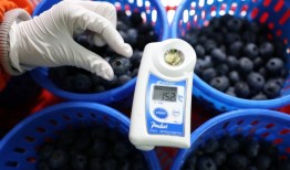 国产蓝莓卖爆背后的“水果进化论”|界面新闻