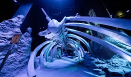 新加坡海洋生态馆开放，带来全新突破体验|界面新闻 · 旅行