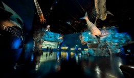 新加坡海洋生态馆开放，带来全新突破体验|界面新闻 · 旅行