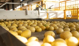 柠檬价格暴涨，柠檬茶饮会不会变贵？|界面新闻