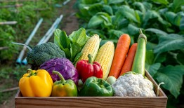 从田间到餐桌的供应链革命|界面新闻