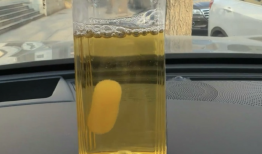 用东方树叶养出“茶菌宠物”？农夫山泉工作人员回应|界面新闻