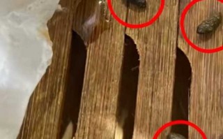 小笼包蒸笼疑现老鼠屎，百年老店知味观深夜致歉|界面新闻