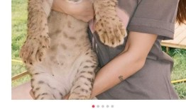 山西一饭店推千元下午茶可与非洲狮互动，当地林草局回应|界面新闻