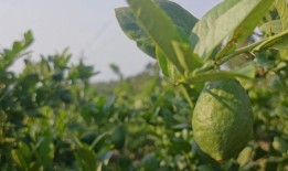 柠檬价格暴涨，柠檬茶饮会不会变贵？|界面新闻