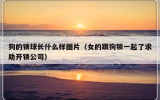 狗的锁球长什么样图片（女的跟狗锁一起了求助开锁公司）