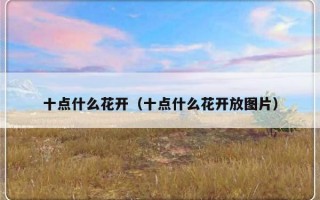 十点什么花开（十点什么花开放图片）