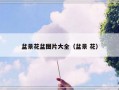 盆景花盆图片大全（盆景 花）