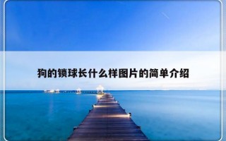 狗的锁球长什么样图片的简单介绍