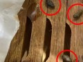 小笼包蒸笼疑现老鼠屎，百年老店知味观深夜致歉|界面新闻