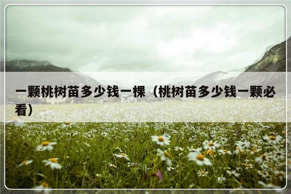 一颗桃树苗多少钱一棵（桃树苗多少钱一颗必看）-第1张图片-乐修号
