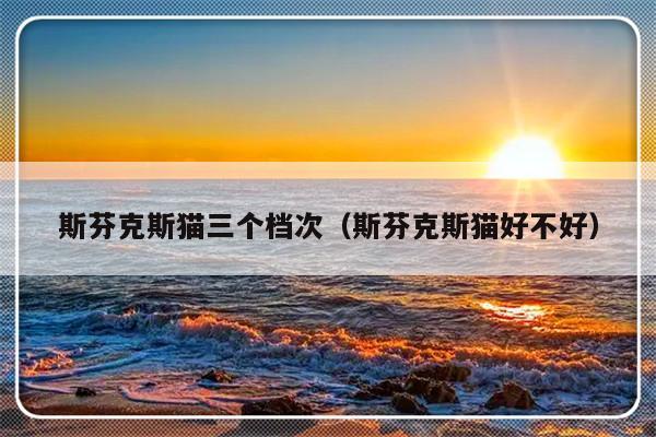 斯芬克斯猫三个档次（斯芬克斯猫好不好）-第1张图片-乐修号